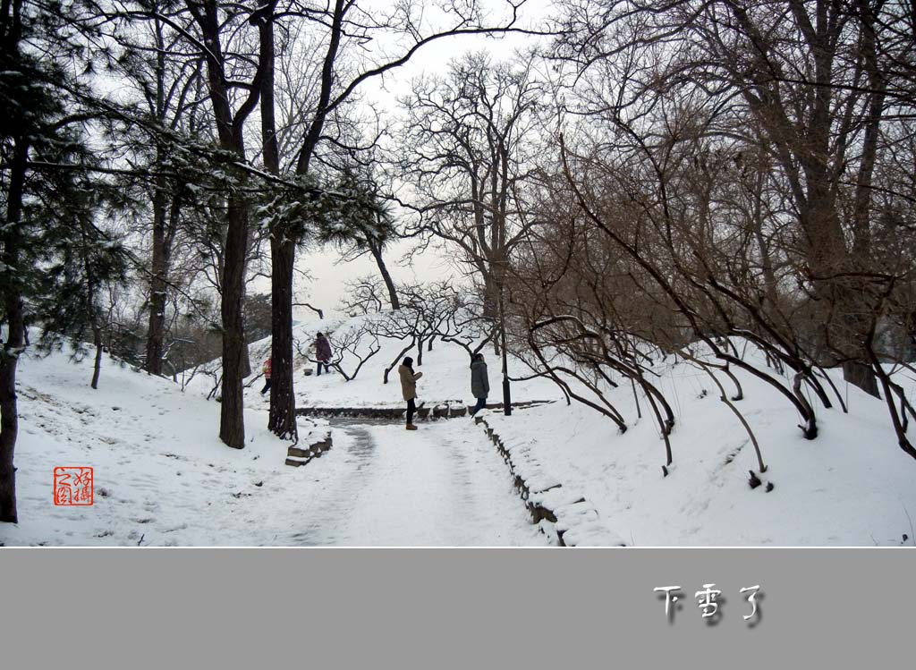 下雪了（六）：欣赏美景 摄影 一路有你