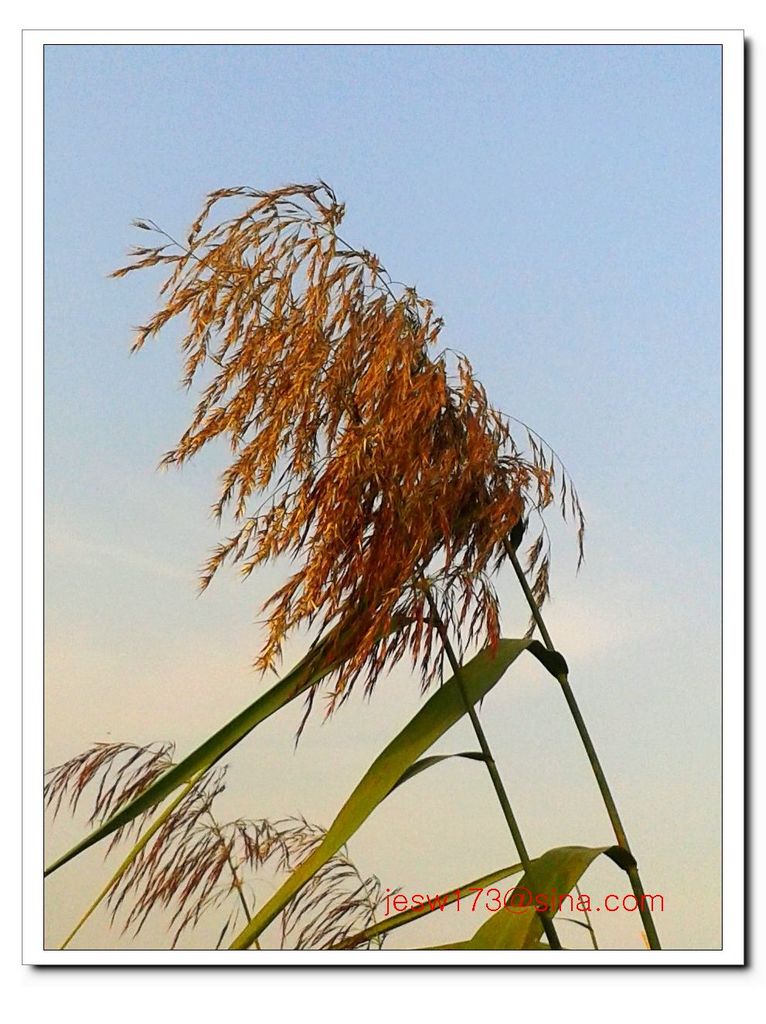 芦苇 摄影 湖城摄郎