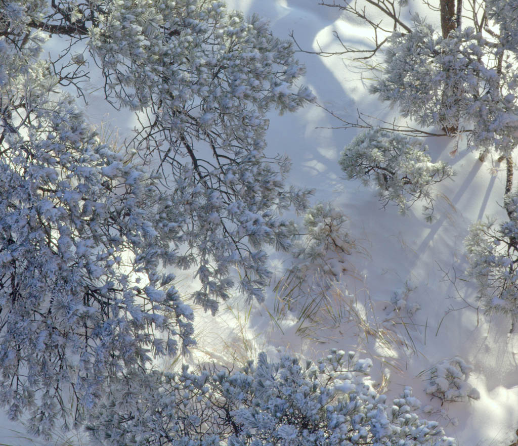 雪松图 摄影 yjhugq