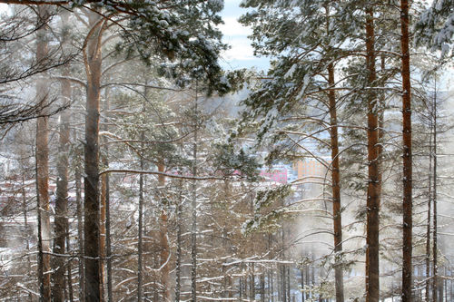 瑞雪丰年 摄影 岭上行