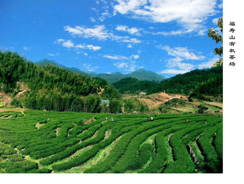 有机茶场 摄影 幕阜山