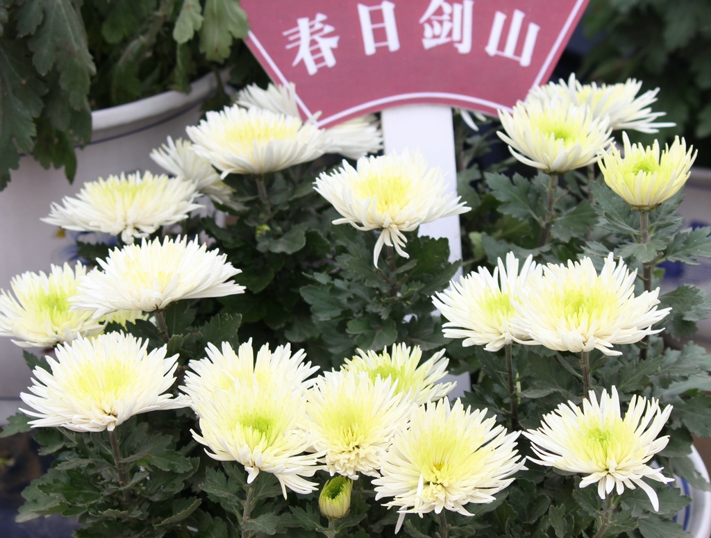 金秋赏菊7 摄影 gongmf