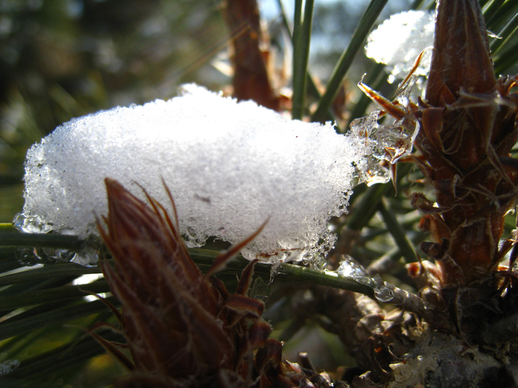 雪后小景 摄影 香荷露角