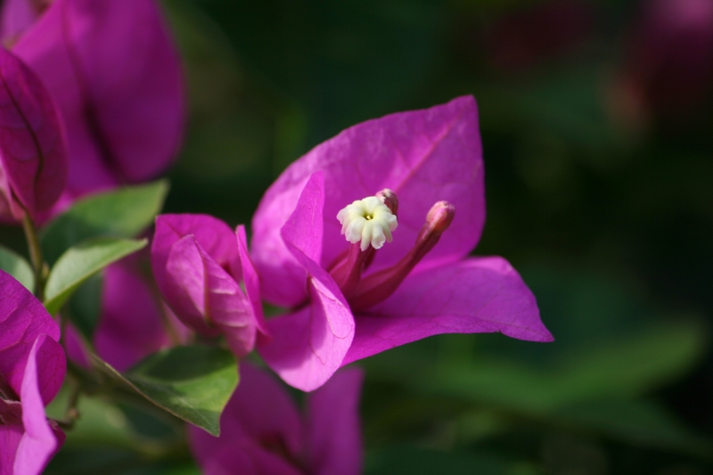 杜鹃花 摄影 天线小宝宝