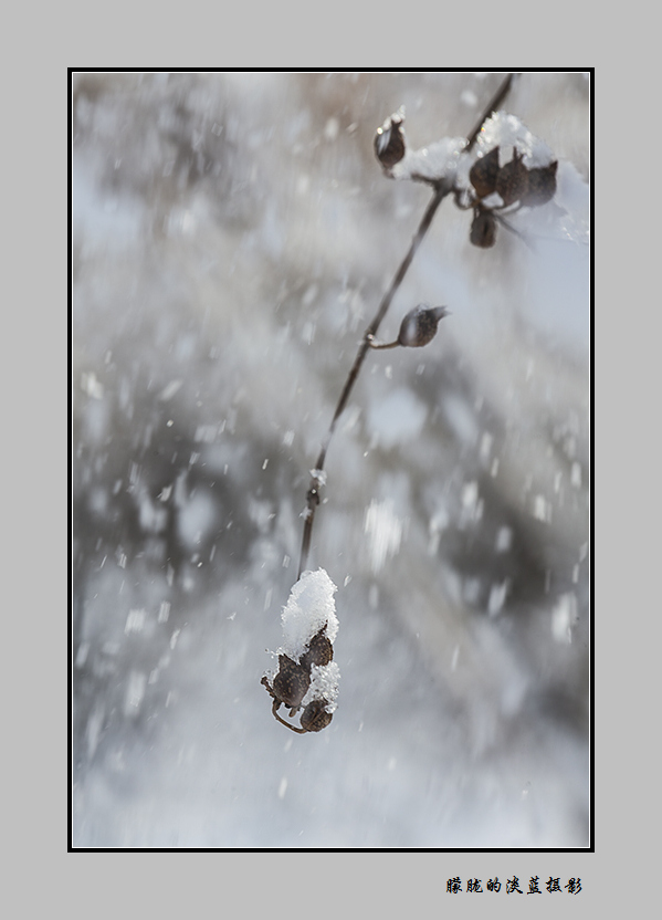 颤抖的雪花~ 摄影 朦胧的淡蓝