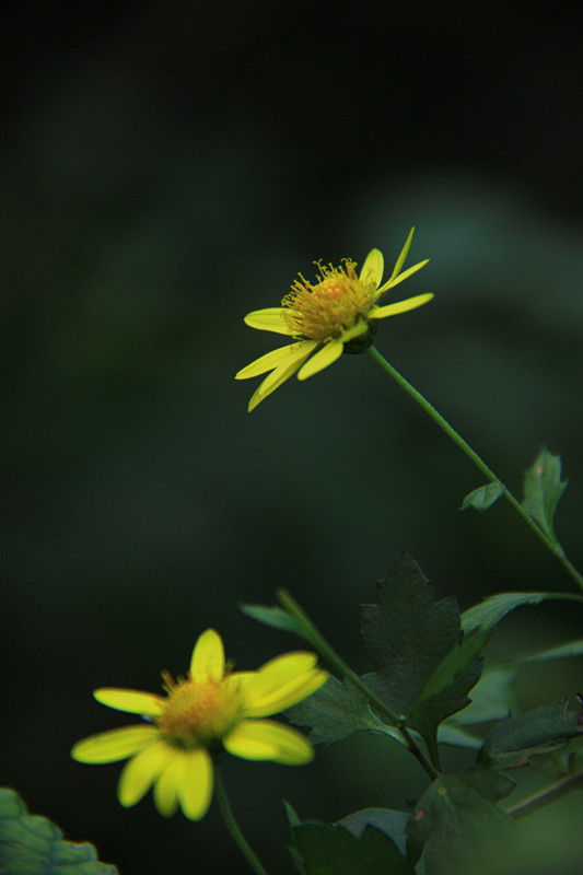 小野菊 摄影 清风水波