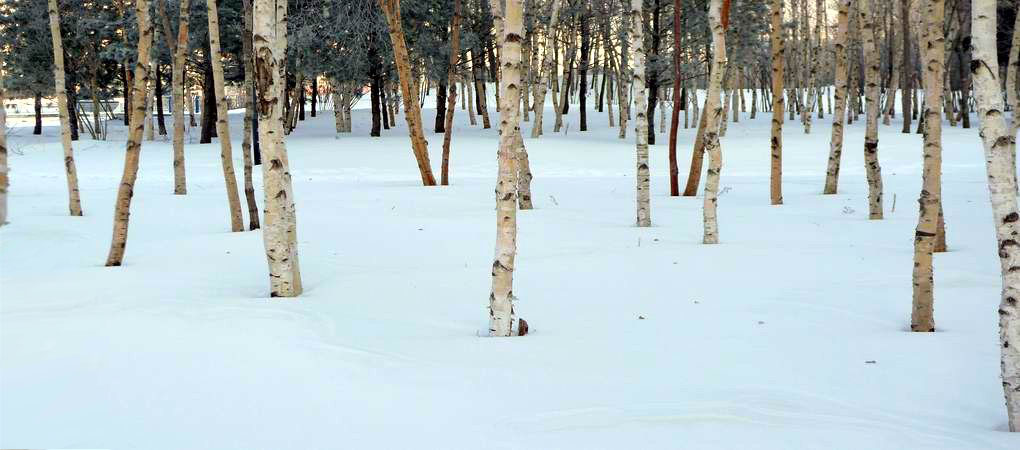 雪 摄影 寒门学子