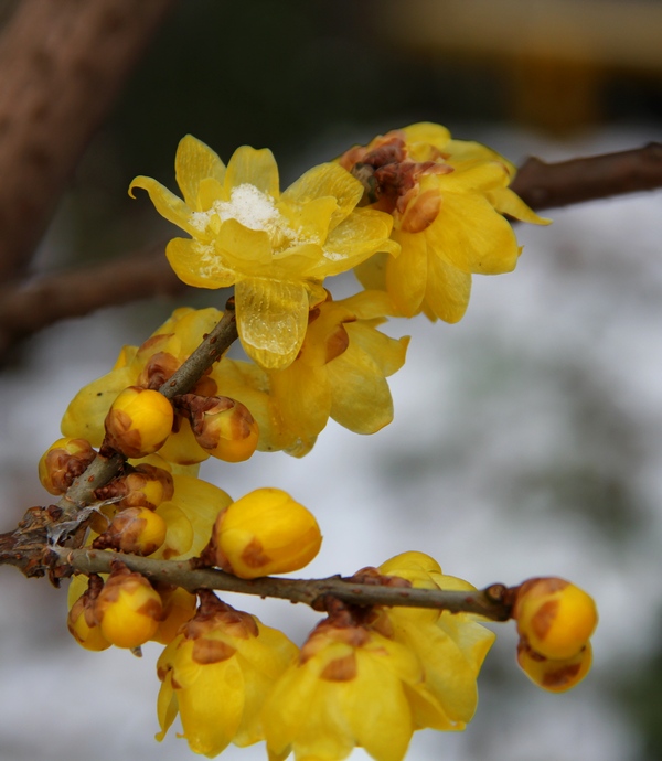 冰雪中l腊梅 摄影 鸿123