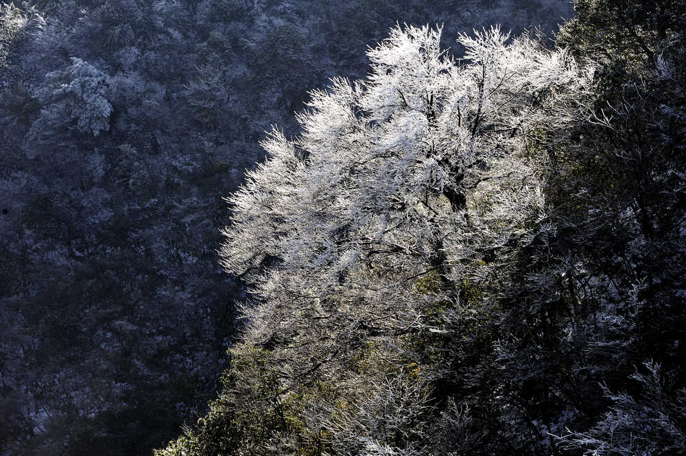 阳明山雾淞 摄影 阿凤