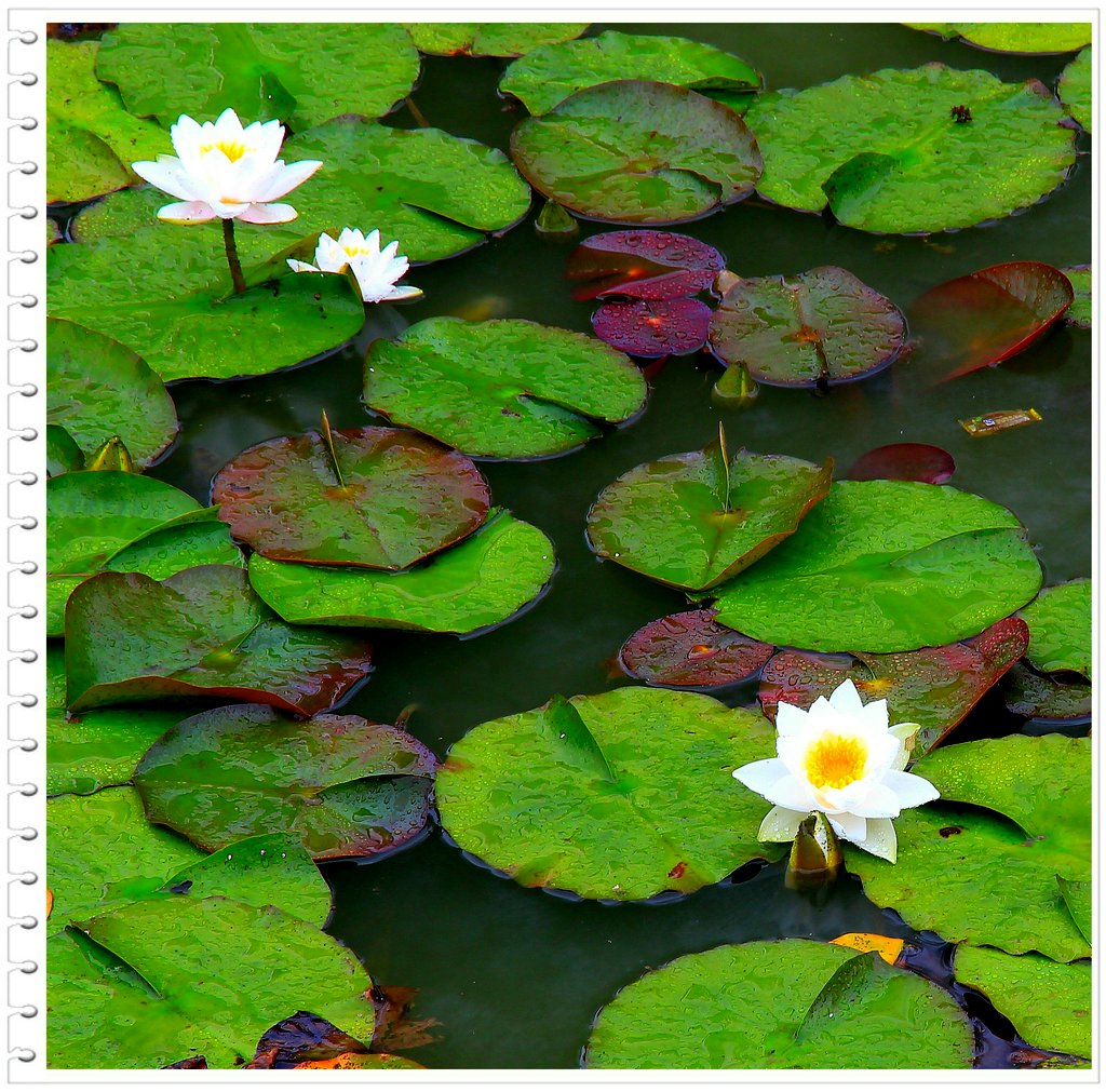 雨打莲花 摄影 mx飞毛腿