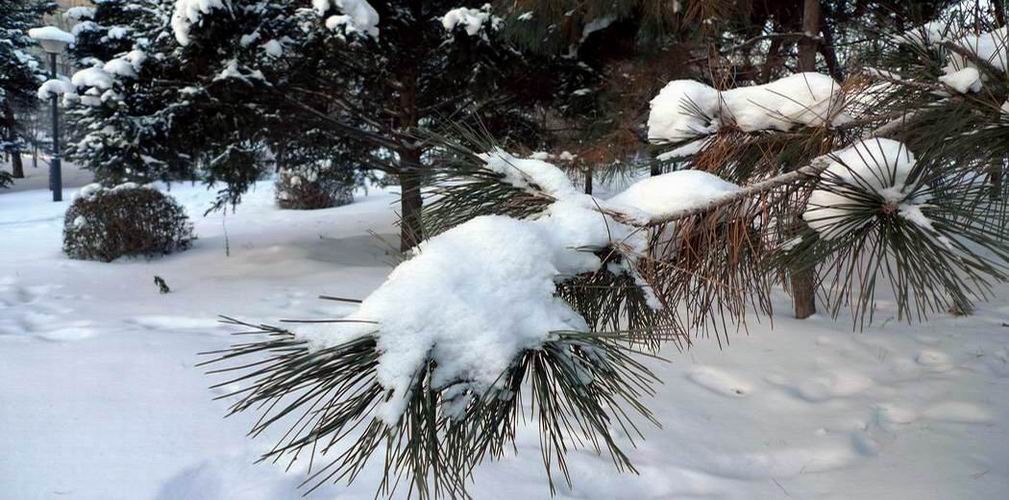 雪 松 摄影 寒门学子