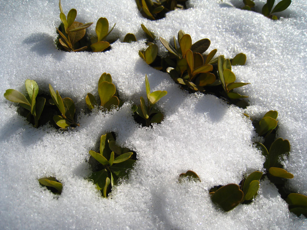 白雪白冬青青 摄影 香荷露角