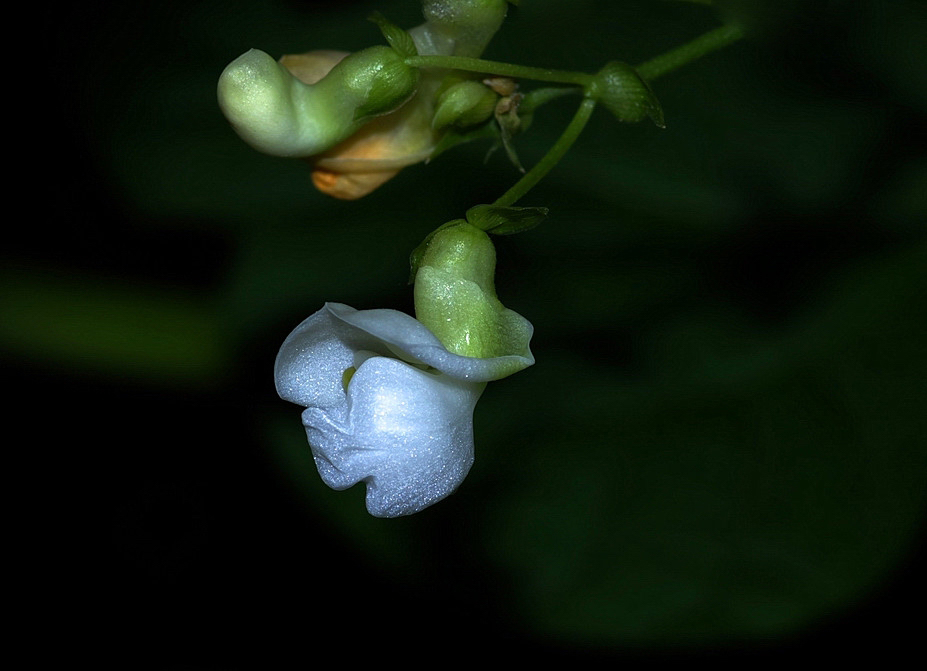 芸豆花 摄影 怡仁