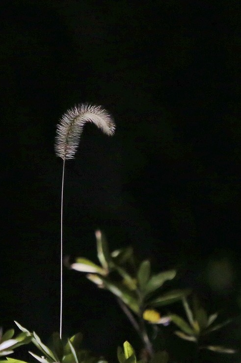 狗尾巴草 摄影 星际则天