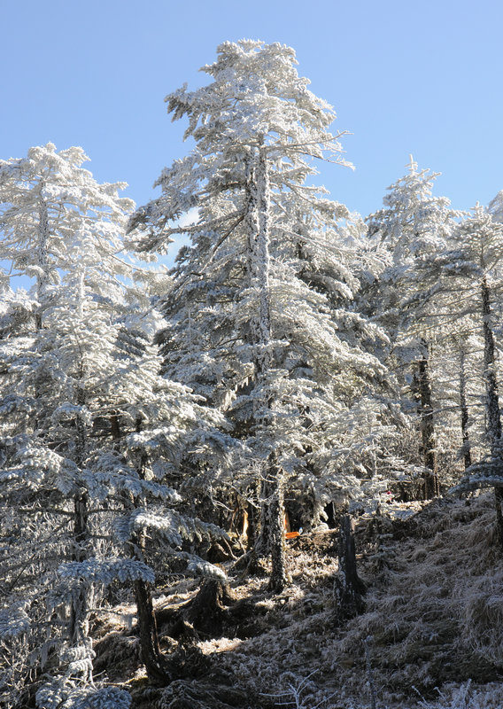 雪松 摄影 粉红色的玫瑰