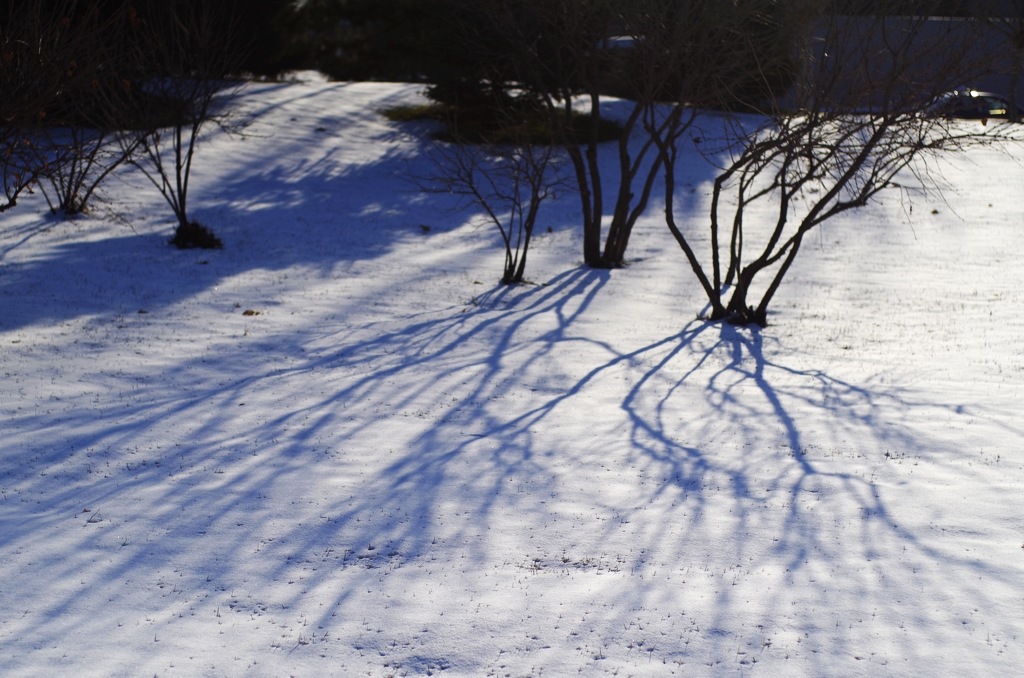 雪舞 摄影 赵狐狸