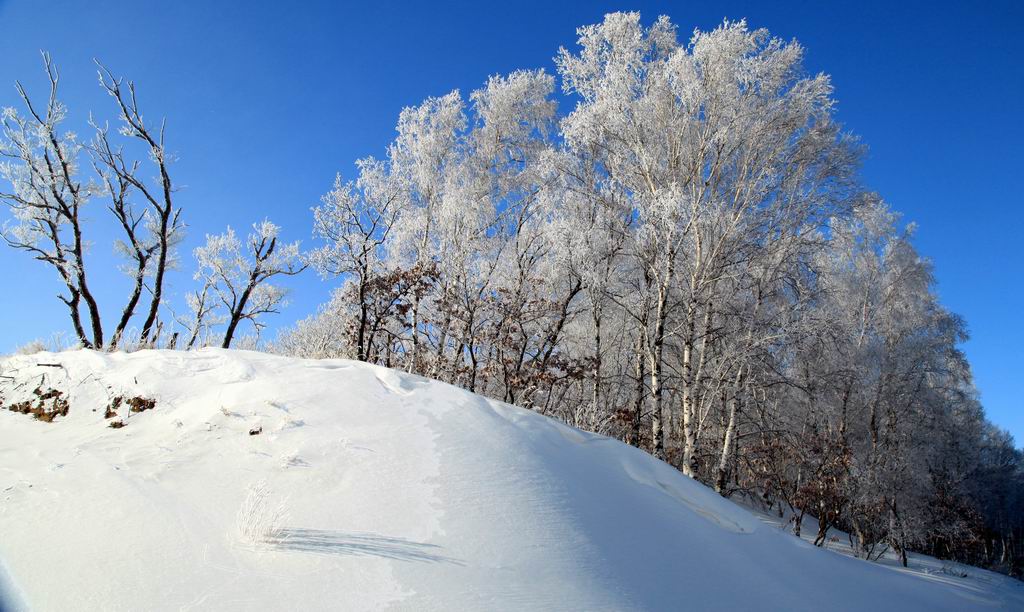 傲雪迎春 摄影 书剑客