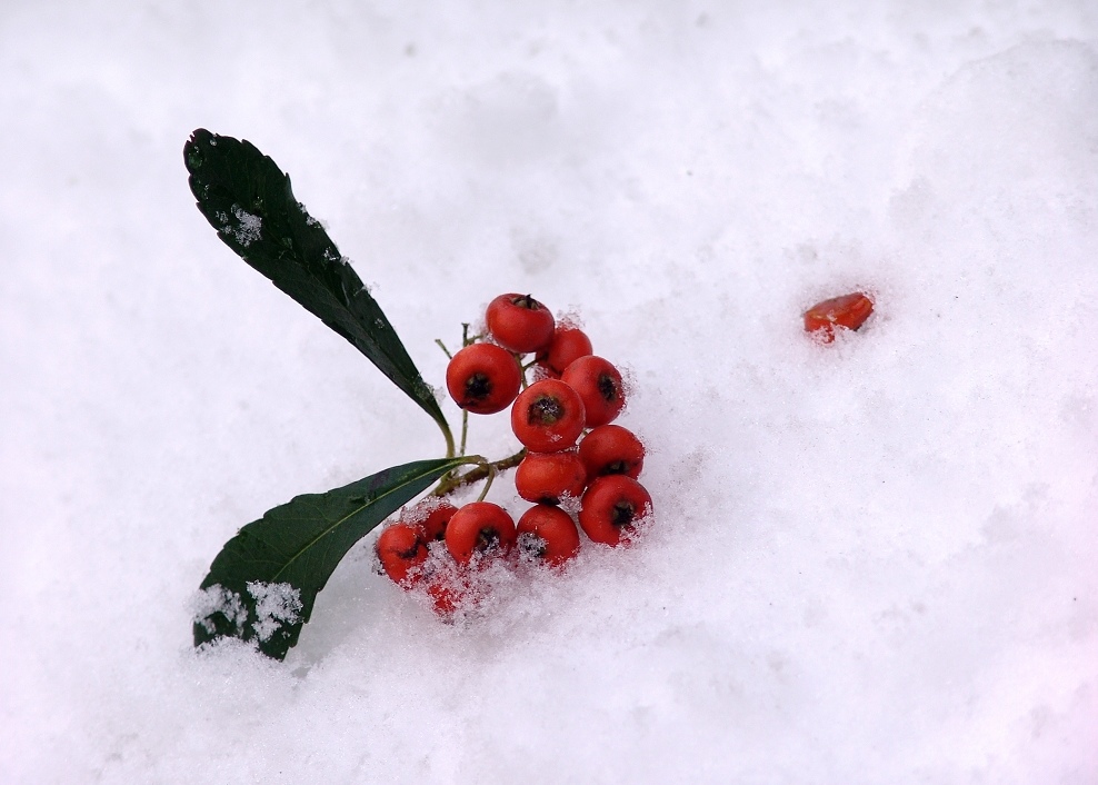 雪里红 摄影 天天想想