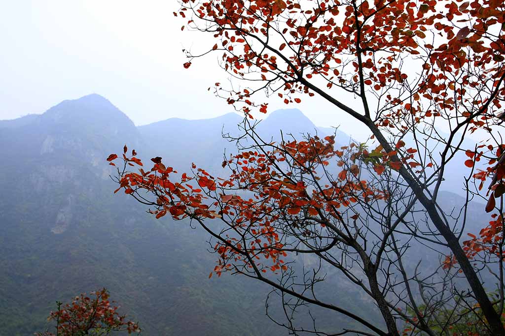 巫山云雨、神女峰红叶-8 摄影 南哥定影