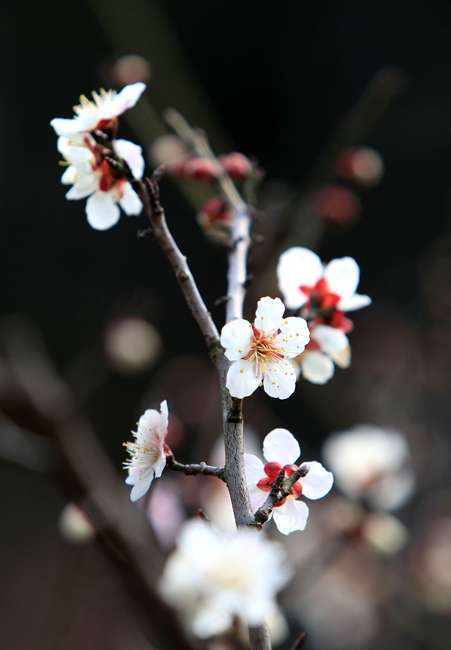 傲雪梅花 摄影 海德