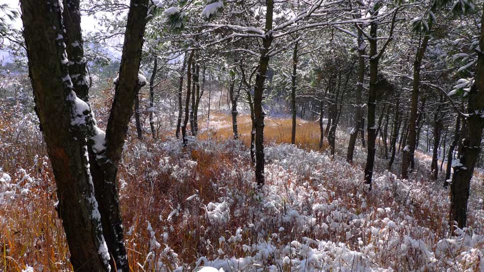 雪后山林 摄影 丰雨