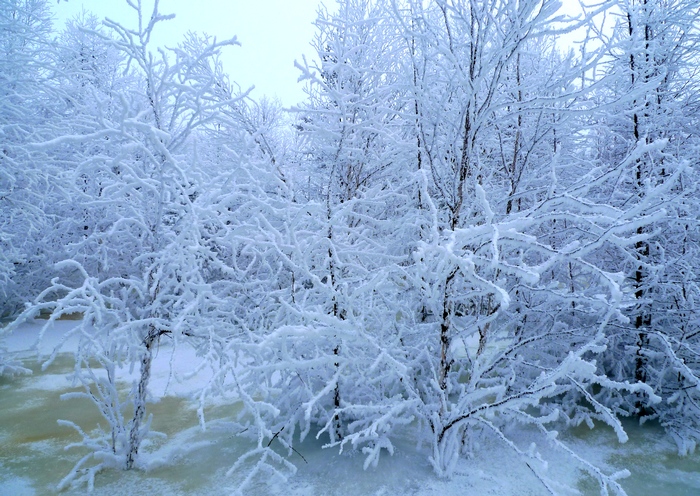 雪树银花 摄影 岭上行