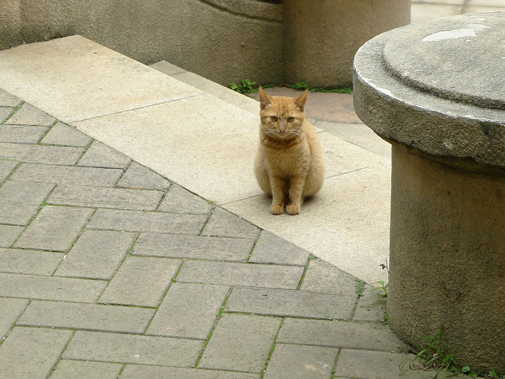 野猫 摄影 结果