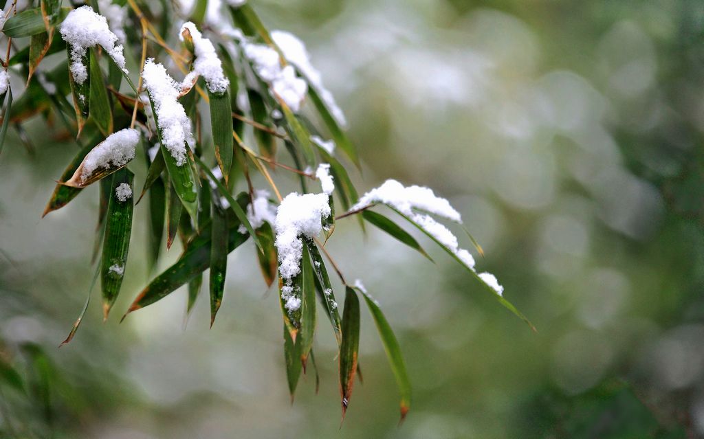 《最怜江南雪》4——点击放大 摄影 残月晓风