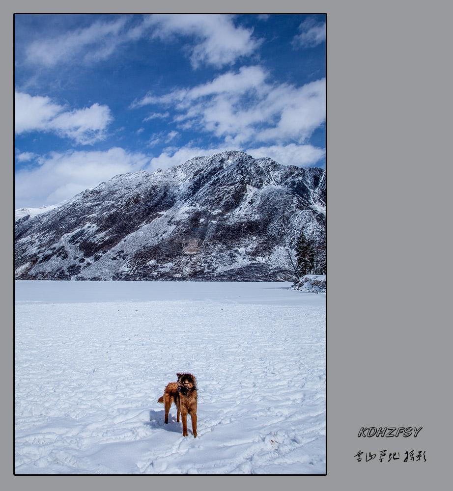 木格措 雪湖 一只狗 摄影 雪山草地