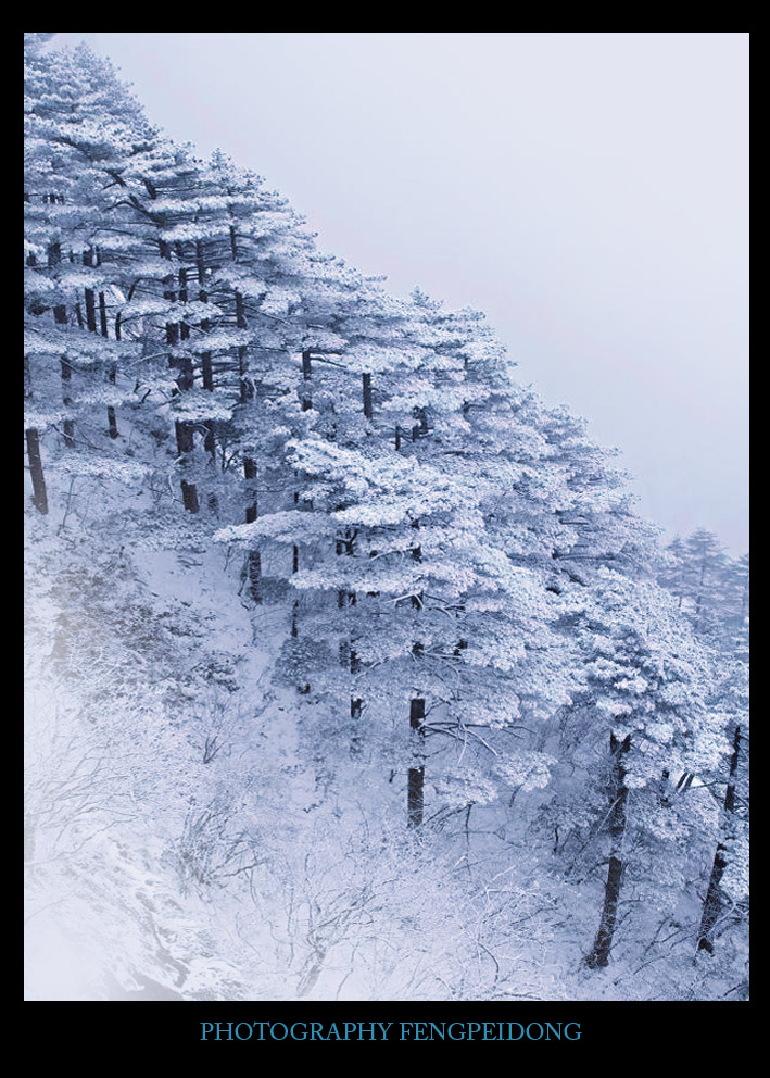 丰佩东摄影《暴雪后依然屹立》 摄影 fpd