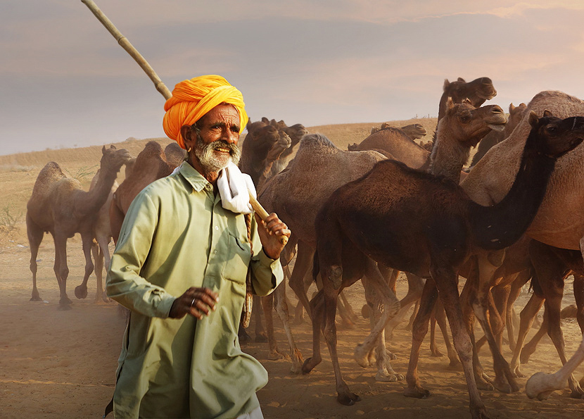 再行印度---快乐的牧驼人 摄影 阿敏A