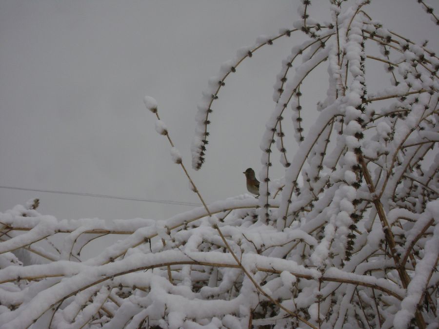 雪后鸟踪 摄影 东风一浪