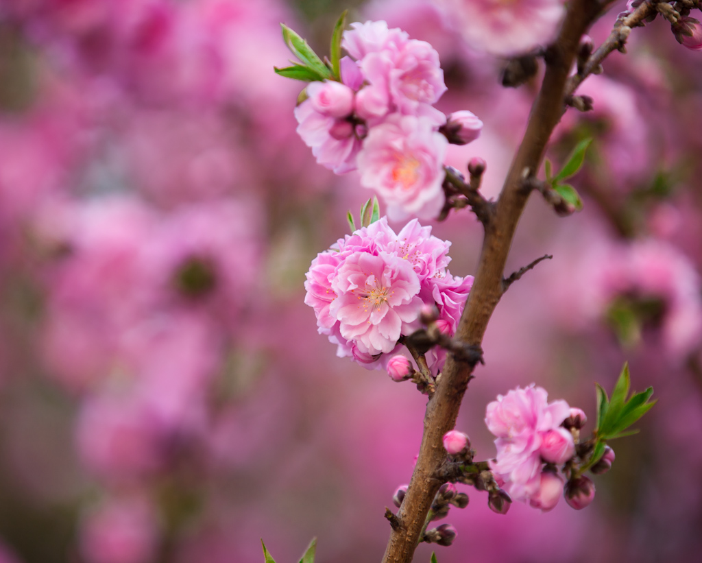 忆春光  桃花红 摄影 参宿七