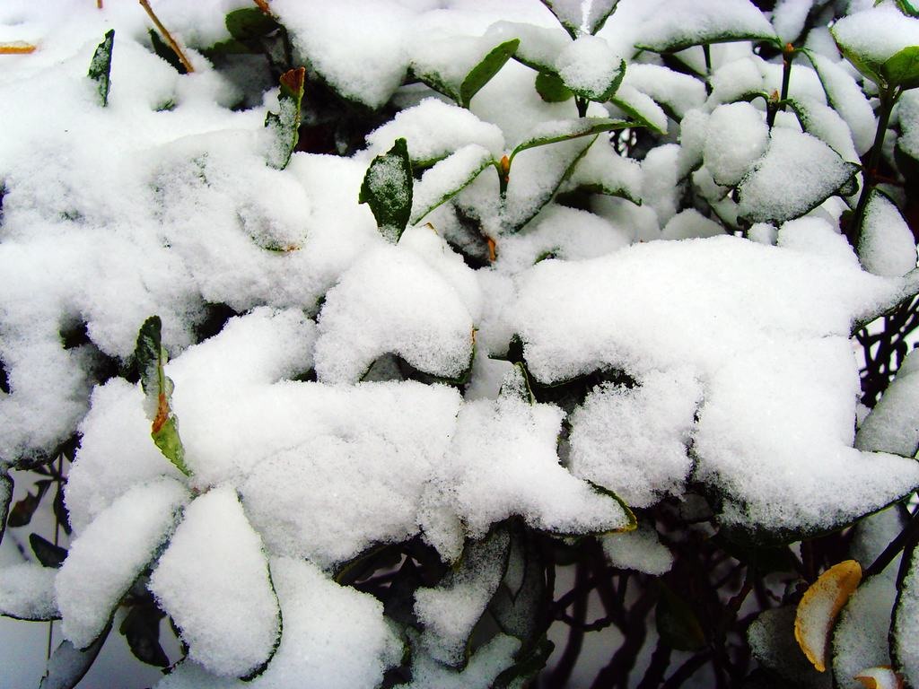 积雪 摄影 海鸥119