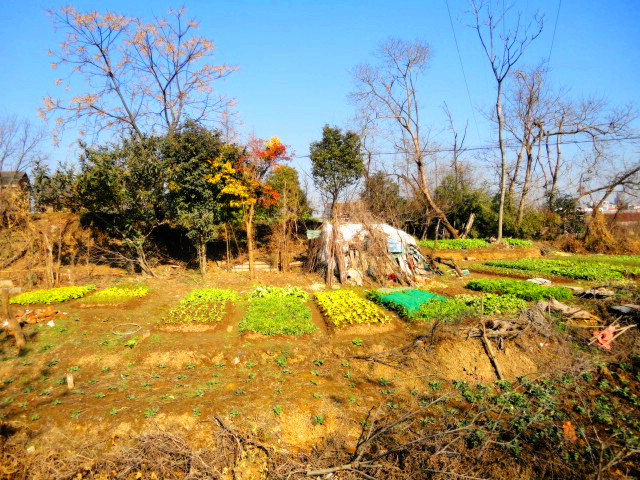 郊野 摄影 中江散人