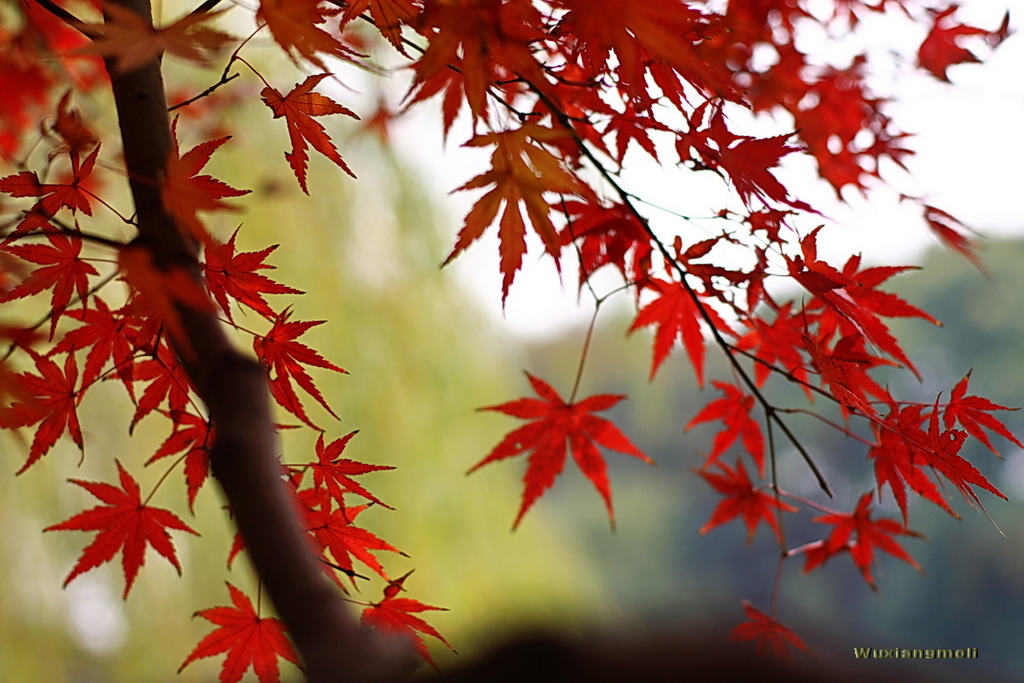 霜叶红于二月花（3） 摄影 无香茉莉