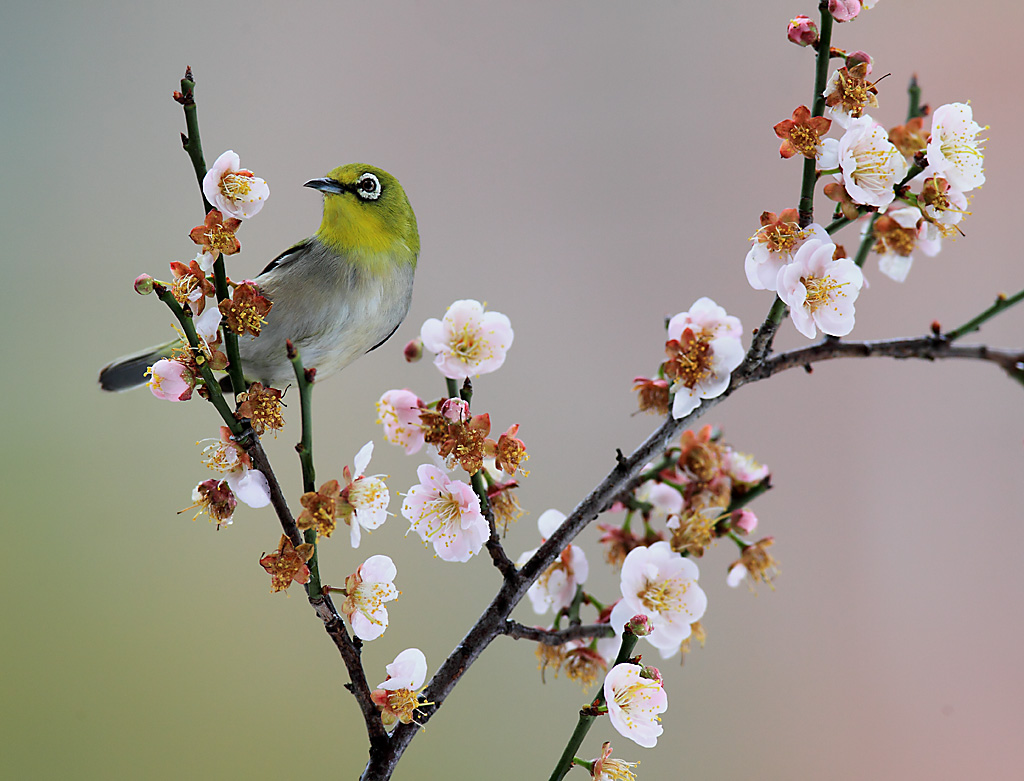 花鸟图 摄影 锋速