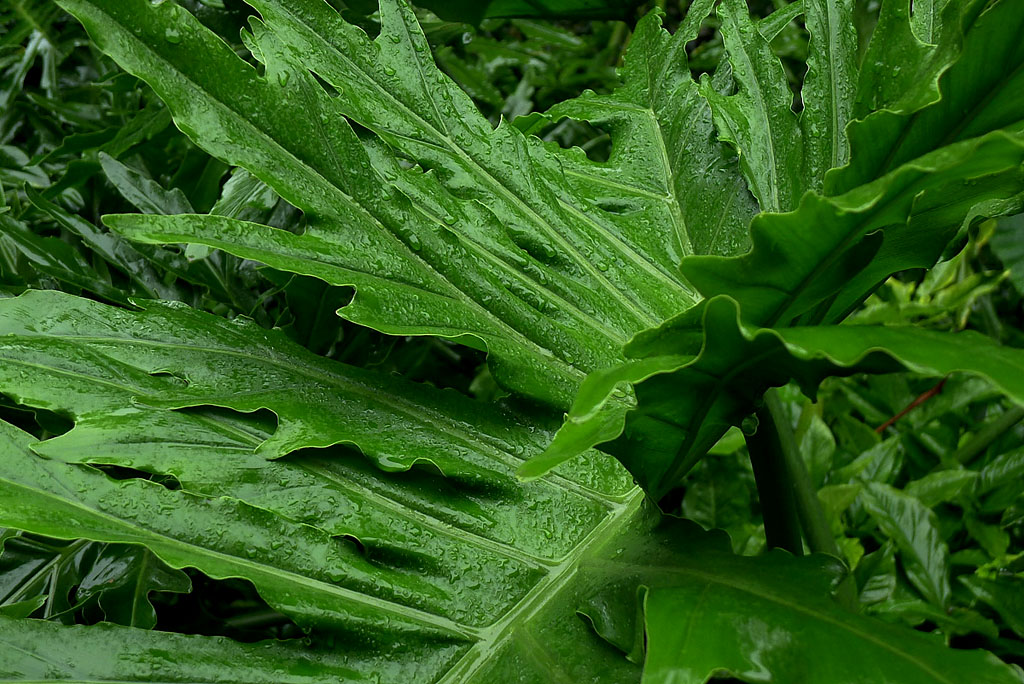 烟雨绵绵的南宁，从来不下雪！ 摄影 笙影幽境