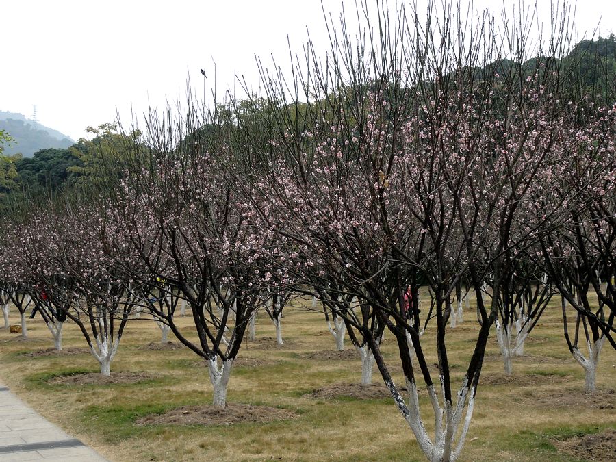 萝岗香雪 摄影 快乐之斿