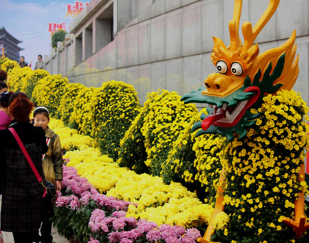 金秋赏菊30 摄影 gongmf