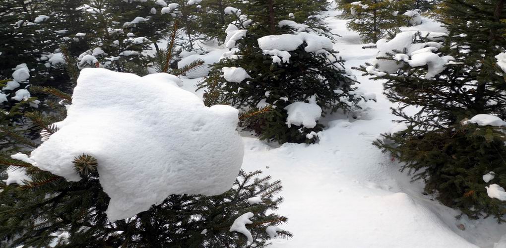 ＜ 雪 ＞ 摄影 寒门学子