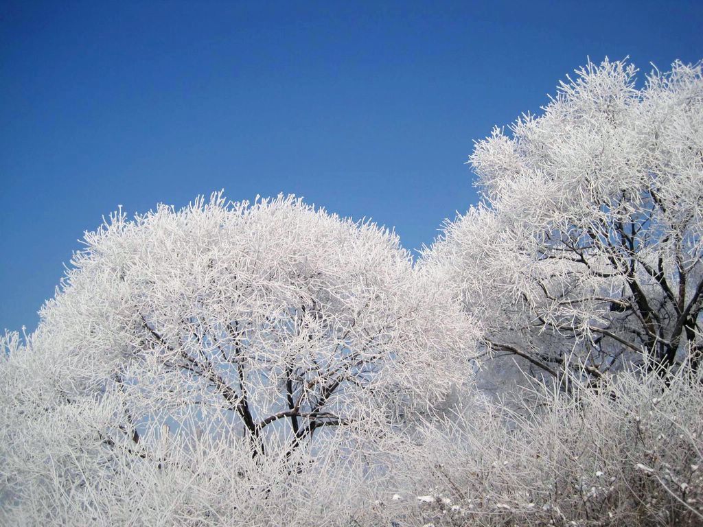 雾凇景观 摄影 深水无澜