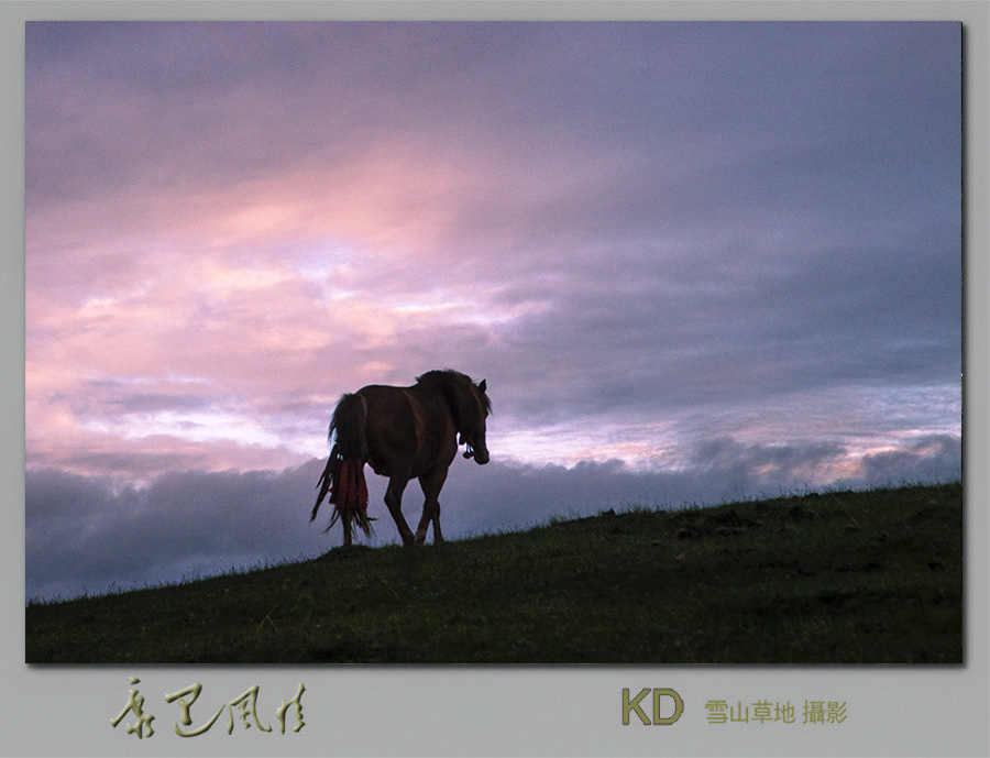 独行马 摄影 雪山草地