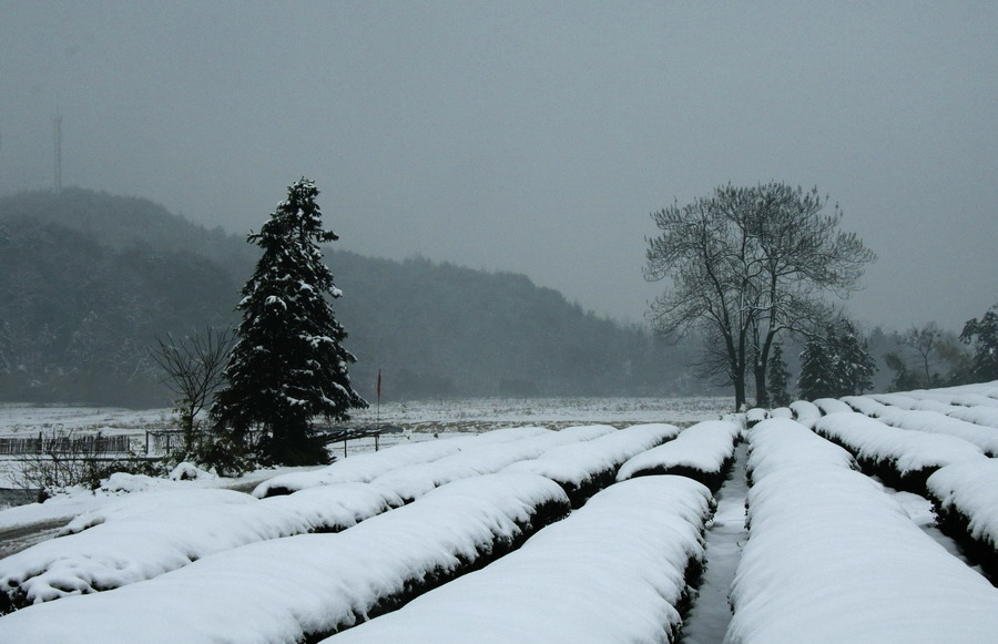 雪后茶园 之二 摄影 古月古力