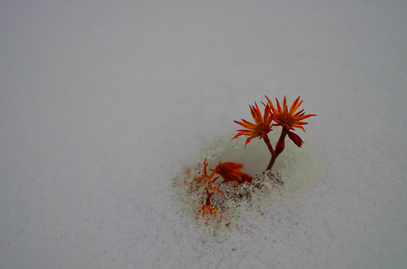 雪中花 摄影 金刚杵