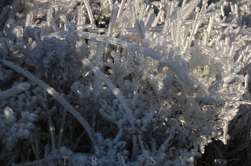 冰封雪草 摄影 开天眼