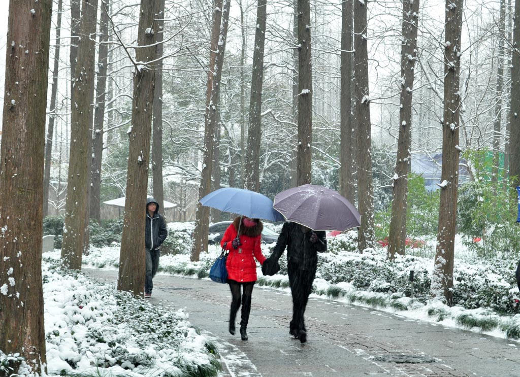 雪中情 摄影 棽棽