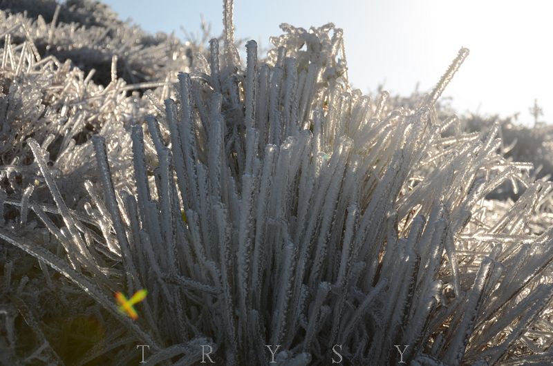 冰封雪草 摄影 开天眼