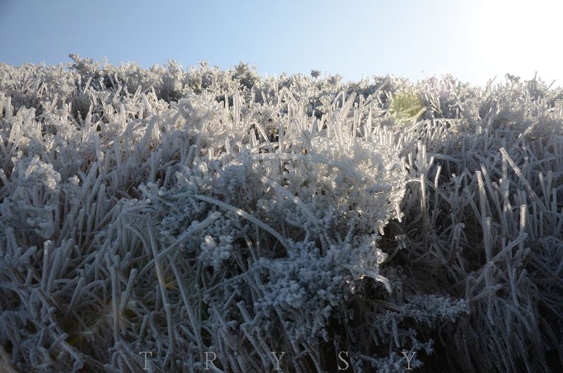 冰封雪草 摄影 开天眼