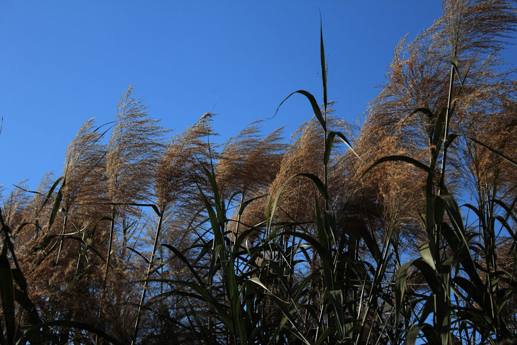 芦苇 摄影 老王2012